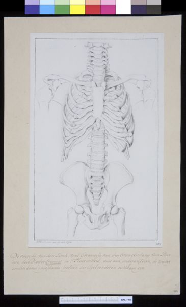 M. Houtman, Animals: ape, spine, pelvis and vertebrae