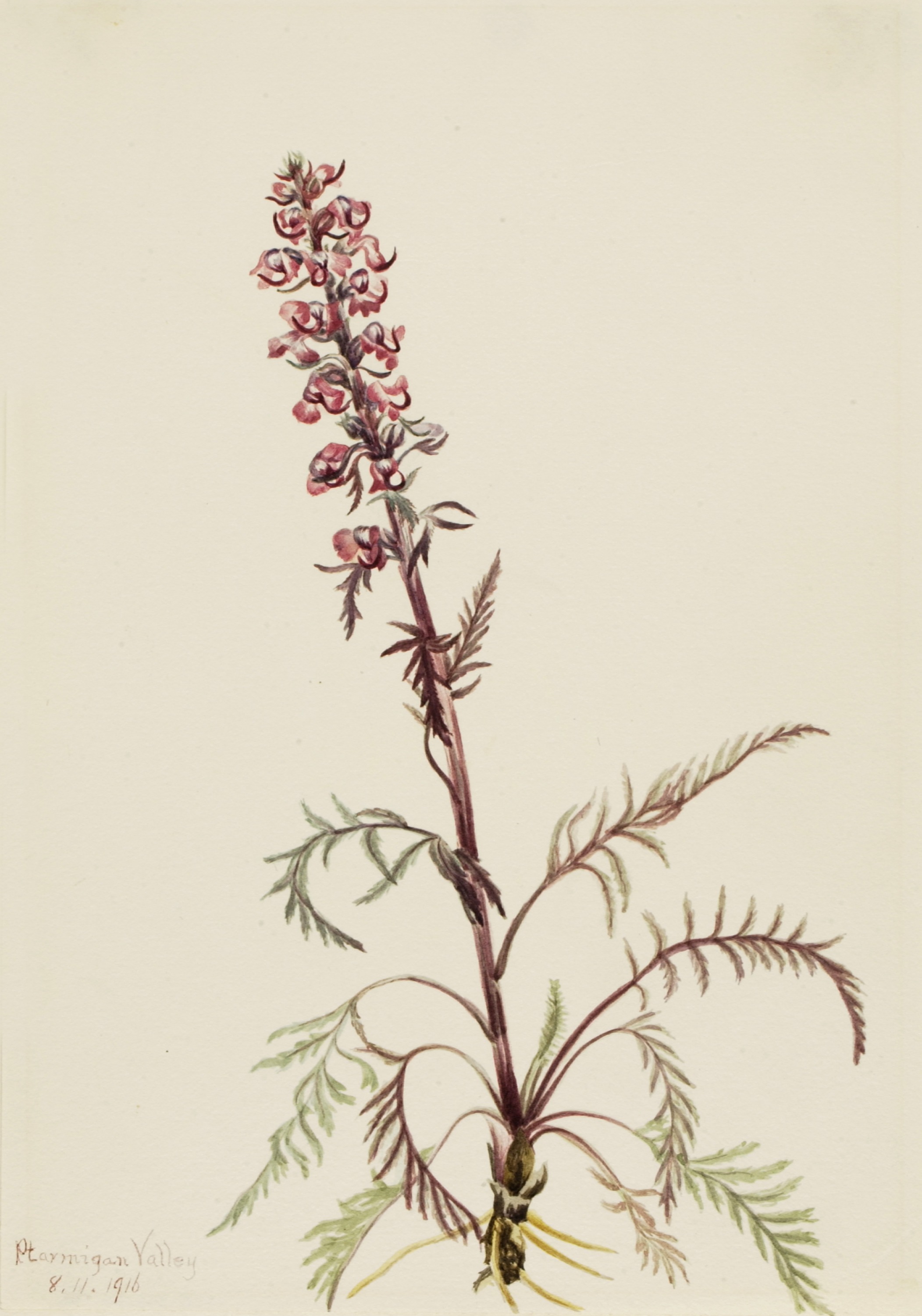 Mary Vaux Walcott, Elephanthead (Pedicularis groenlandica)
