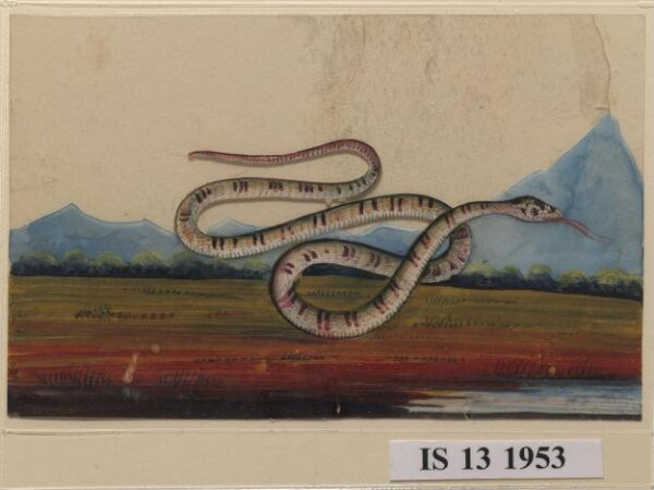 Unknown, One of six drawings of snakes, poised against a landscape with hills.