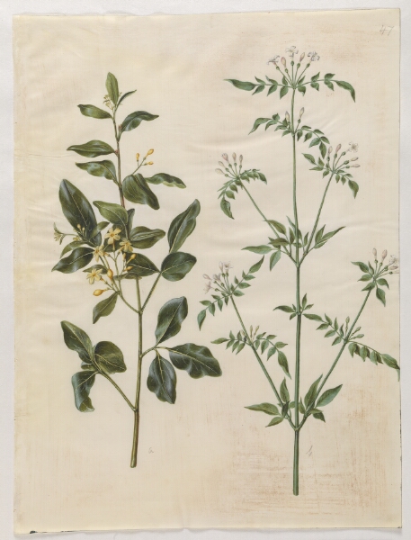Hans Simon Holtzbecker, Jasminum odoratissimum (stue-jasmin); Jasminum officinale (læge-jasmin)