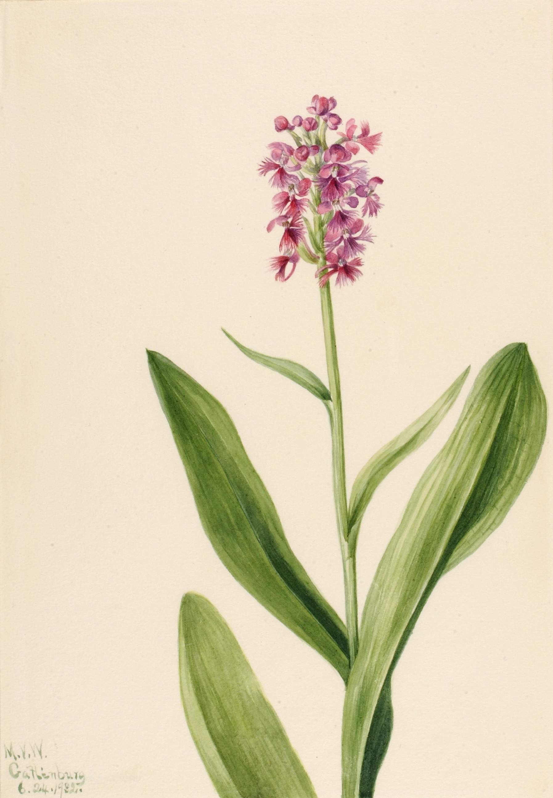 Mary Vaux Walcott, Small Purple Fringe Orchid (Habenaria psychodes)