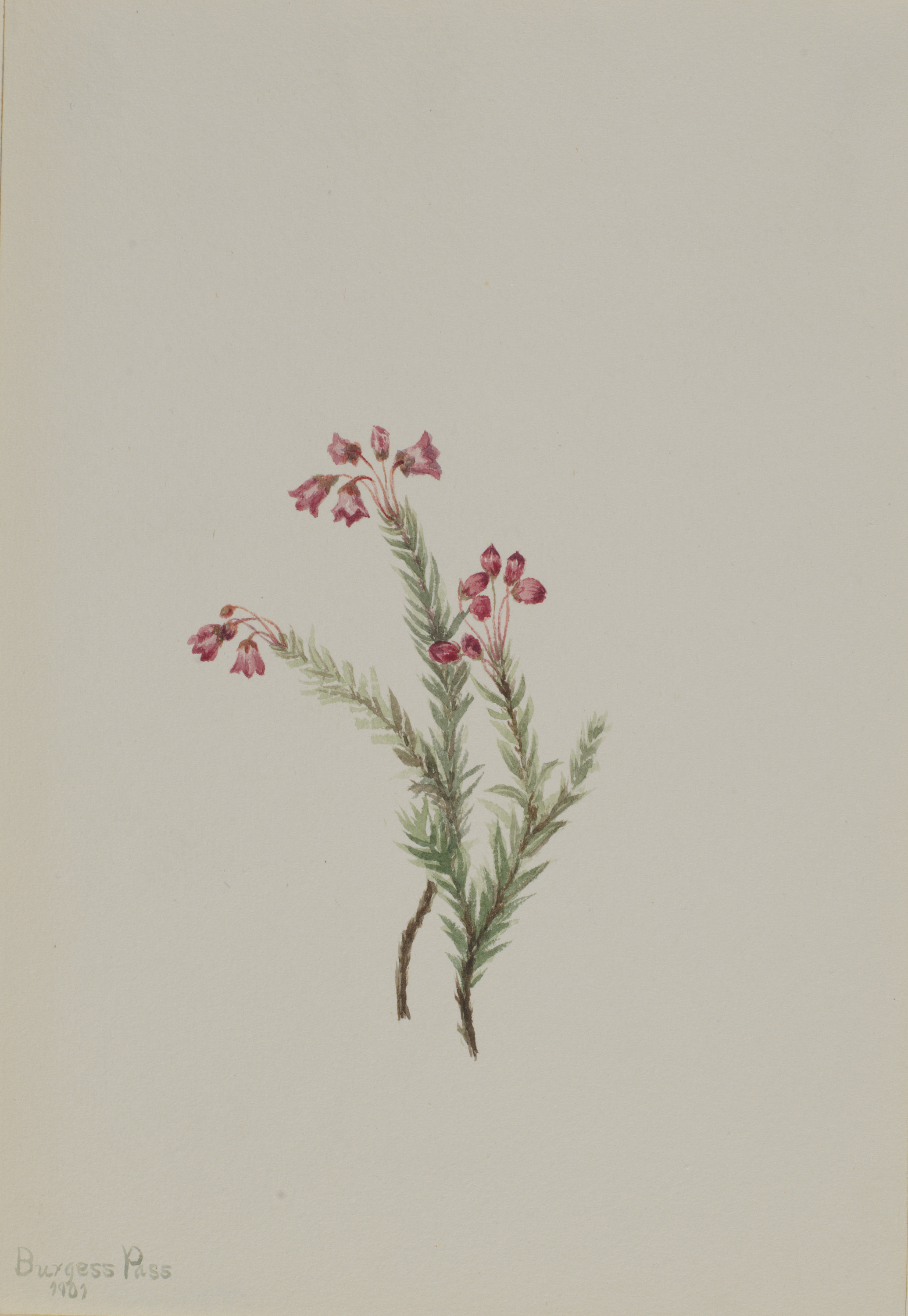 Mary Vaux Walcott, Pink Heather (Phyllodoce empetriformis)