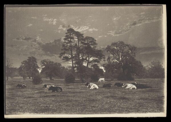 Gale, Lt. Col. Joseph, Cows reclining in a field
