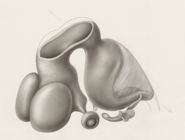 H.G Wetselaar, Hearing organ of an embryo