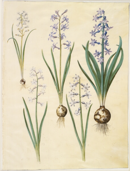 Hans Simon Holtzbecker, Brimeura amethystina (pyrenæisk hyacint); Hyacinthus orientalis (almindelig hyacint)
