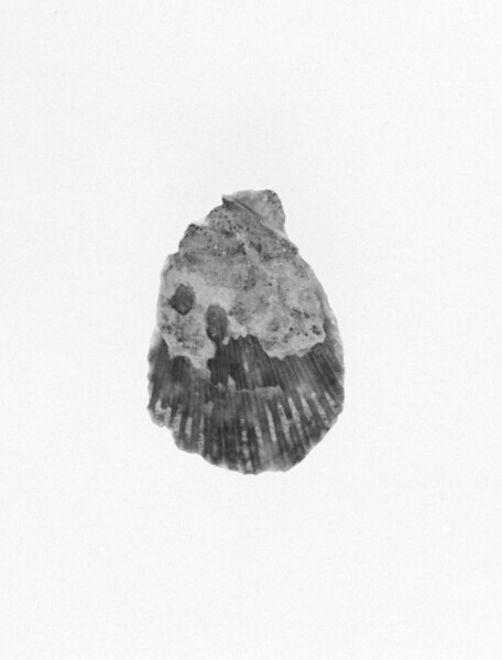 Unknown, Shell Fragment