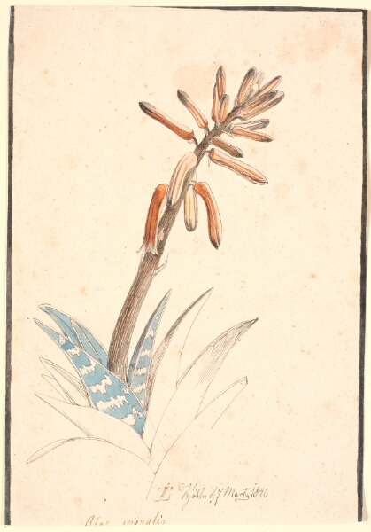 Johan Thomas Lundbye, Blomstrende aloe