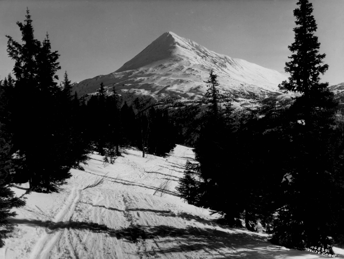 Anders Beer Wilse, Landskap med skog ved Gaustatoppen. Snødekte fjell.