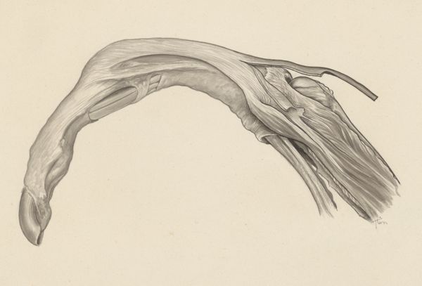 J Tinkelenberg, Musculoskeletal system of the upper extremity
