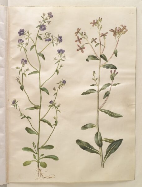 Hans Simon Holtzbecker, Legousia speculum-veneris (ægte venusspejl); Hesperis tristis (natviol)