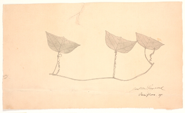 Joakim Skovgaard, Plantestudie