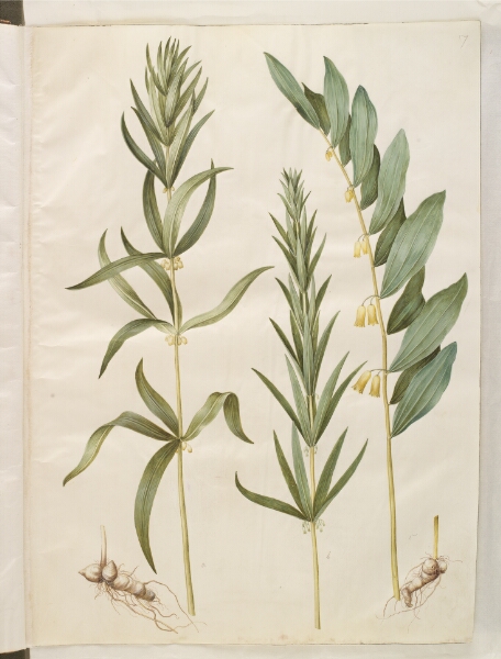 Hans Simon Holtzbecker, Polygonatum verticillatum (krans-konval); Polygonatum multiflorum (stor konval)