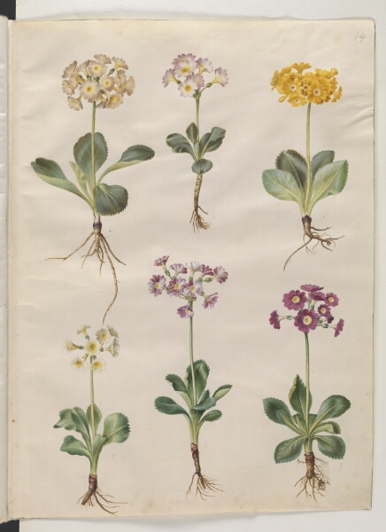Hans Simon Holtzbecker, Primula ×pubescens Wulfen (have-aurikel)