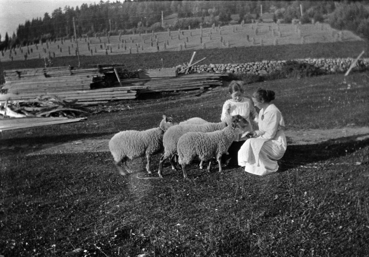 Anno Domkirkeodden, Arnfrid Woss og Karen Maurud f.1895 med sauer på tunet på Nedre Maurud, Helgøya. Korn på staur i bakgrunn. Steingjerde.