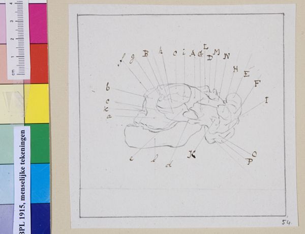 M Houtman, Child's skull