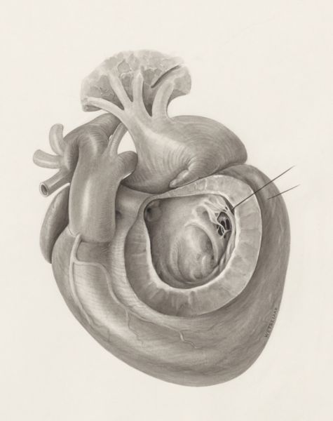 H.G Wetselaar, Heart