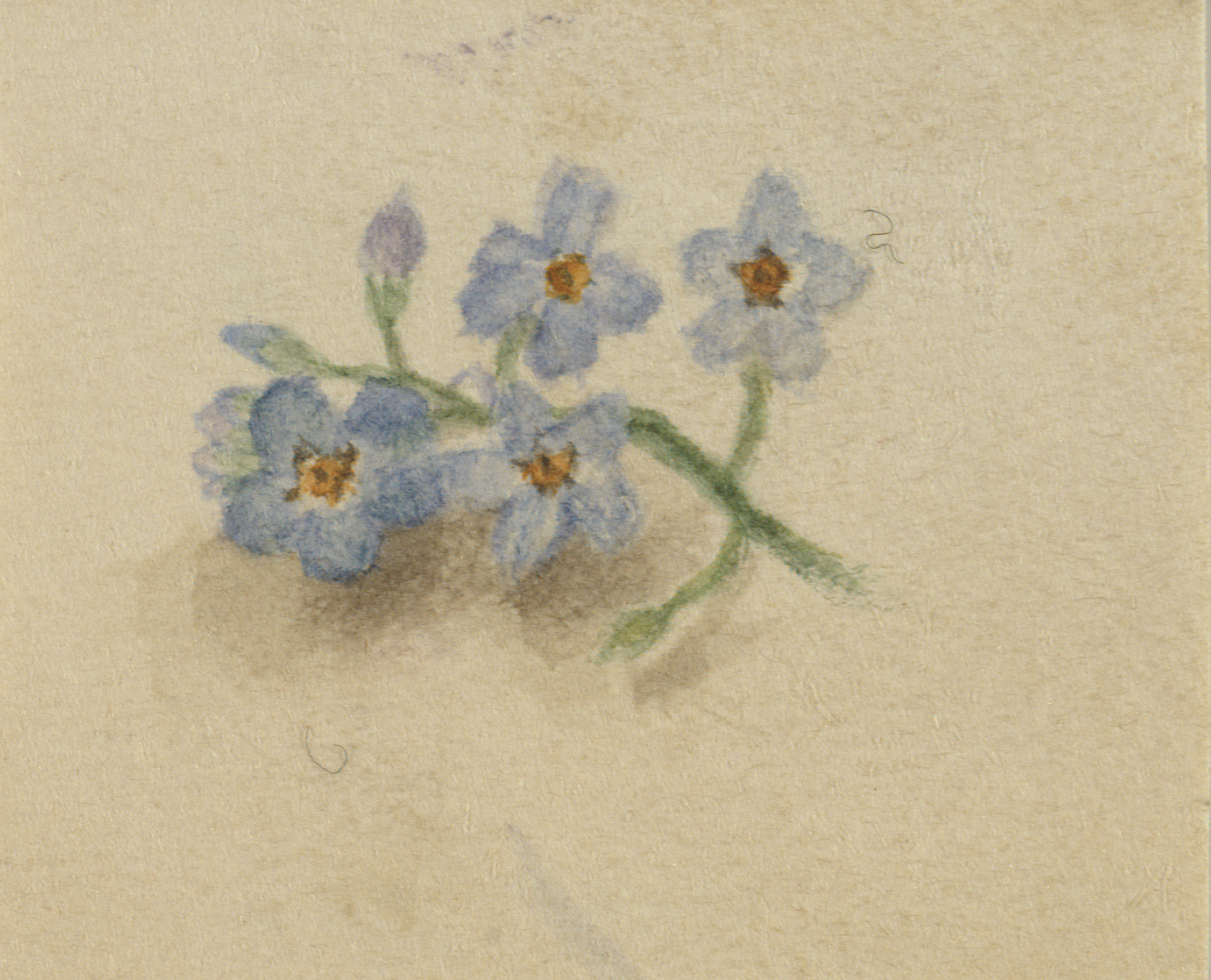 Mary Vaux Walcott, (Untitled)