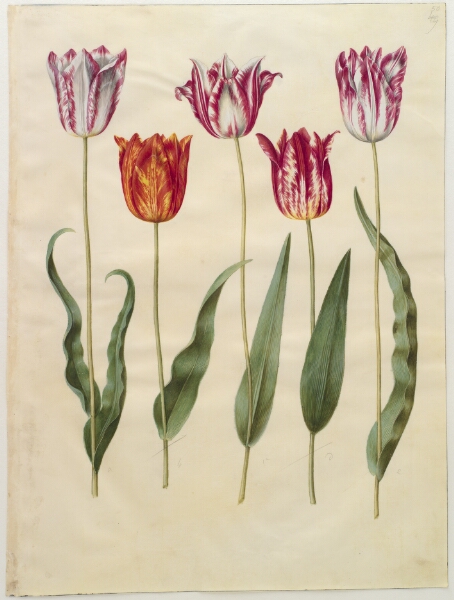 Hans Simon Holtzbecker, Tulipa gesneriana (have-tulipan)