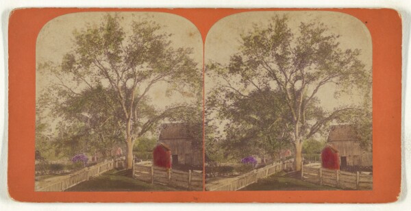 Unknown, [Large bushy tree near barn]