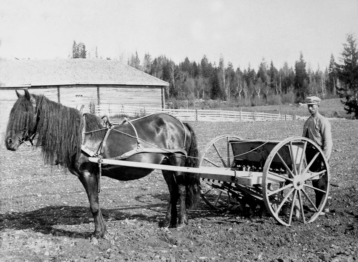Anno Domkirkeodden, Våronn på Langgaard, Næroset, Ringsaker. Johs. Langaard med hest og slåmaskin. Låven på Sveum i bakgrunnen.