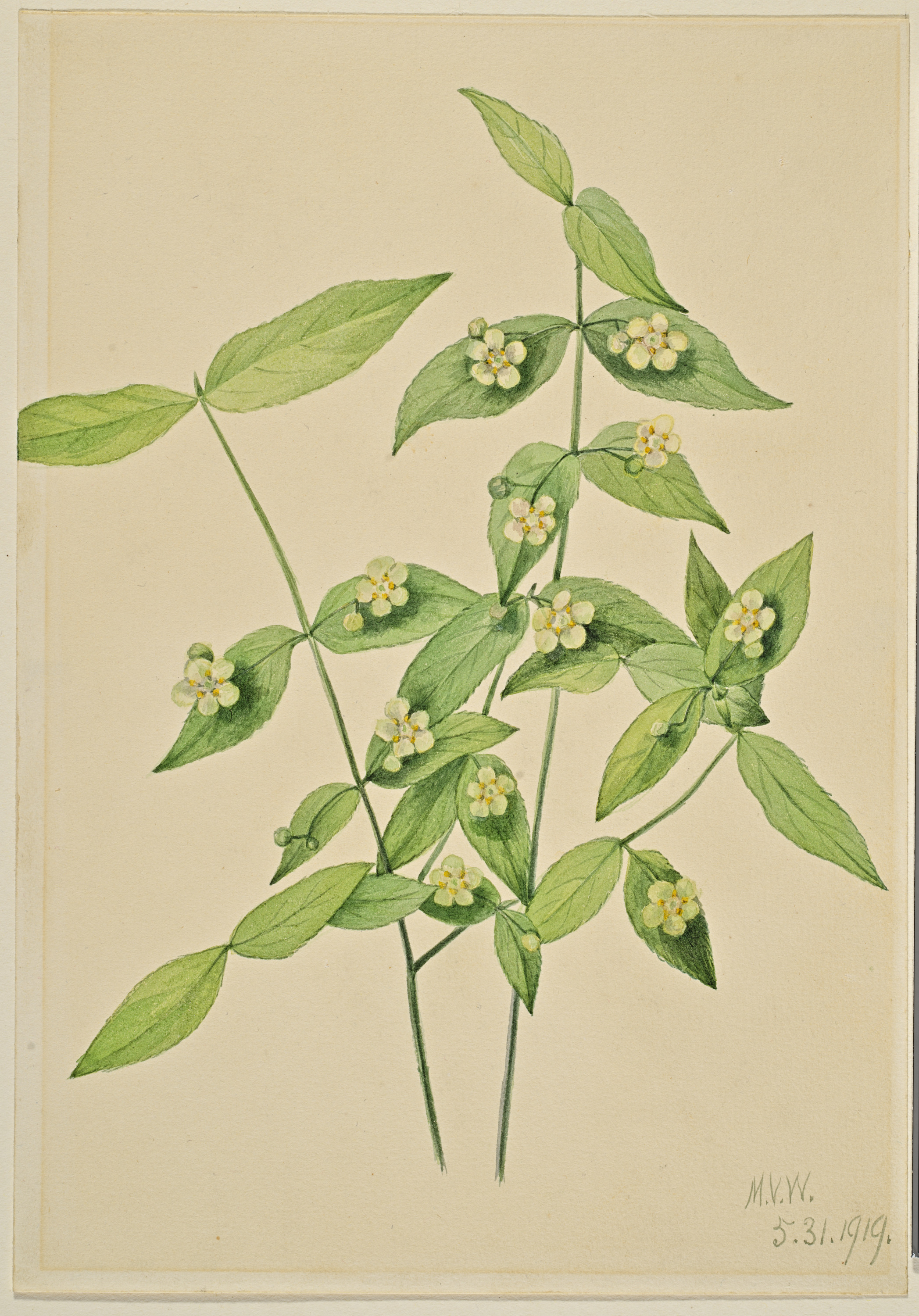 Mary Vaux Walcott, Strawberry Bush (Euonymus americanus)