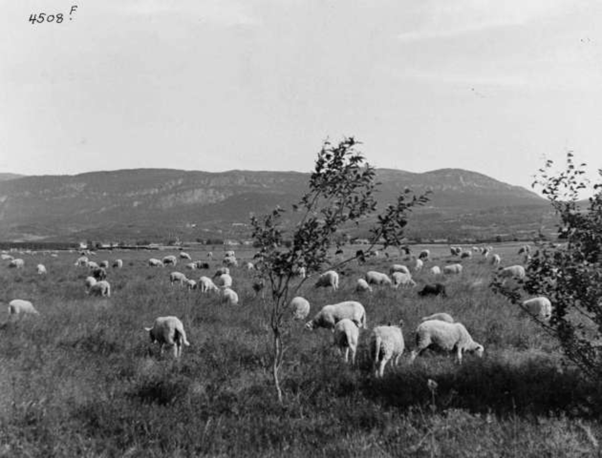 Anders Beer Wilse, -6919