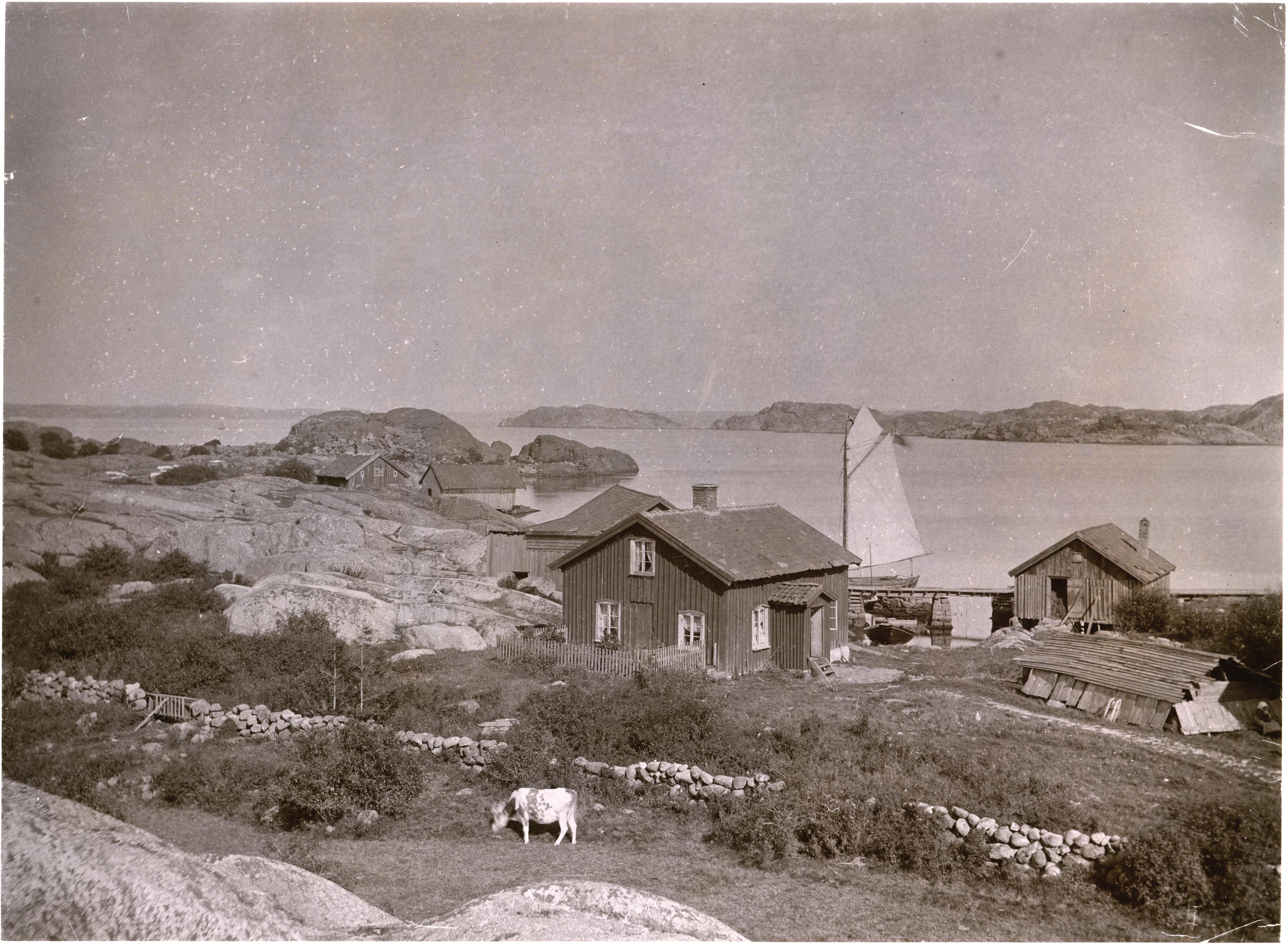Carl Curman, Gåsö