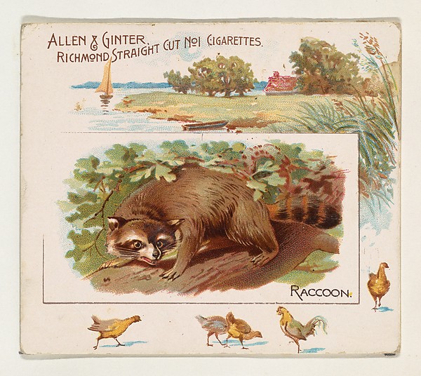 Allen & Ginter, Raccoon, from Quadrupeds series (N41) for Allen & Ginter Cigarettes