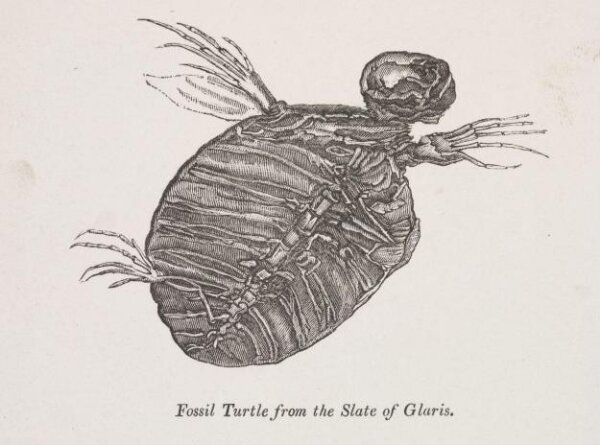 Unknown, Fossil Turtle from the Slate of Glaris