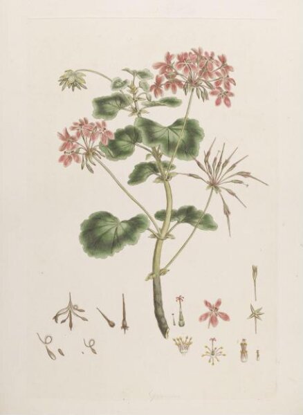 John Miller, Print