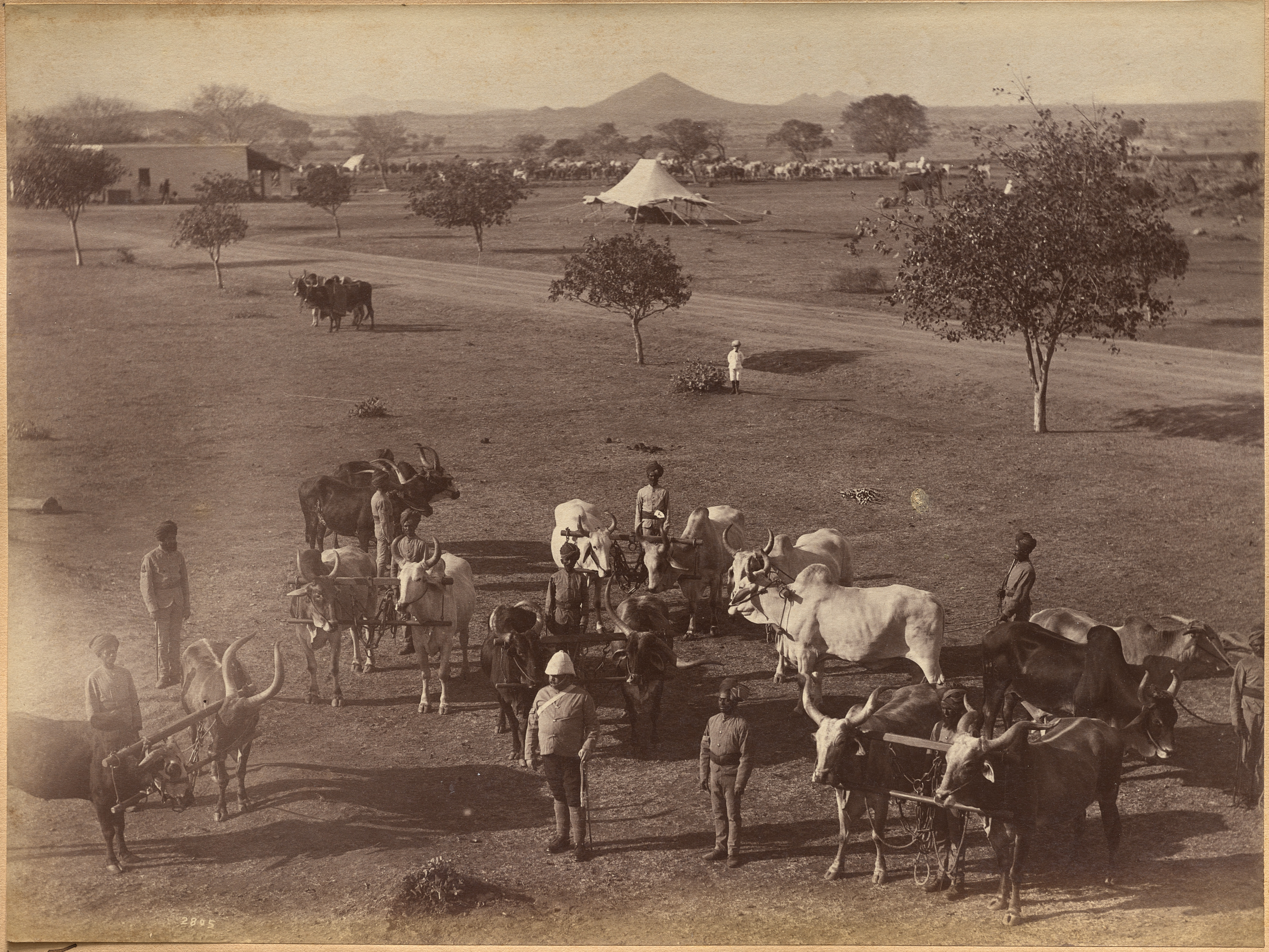 Raja Deen Dayal, Bullocks of Elephant Battery, Jhansi