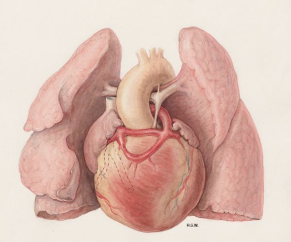 H.G Wetselaar, Heart and adjacent organs