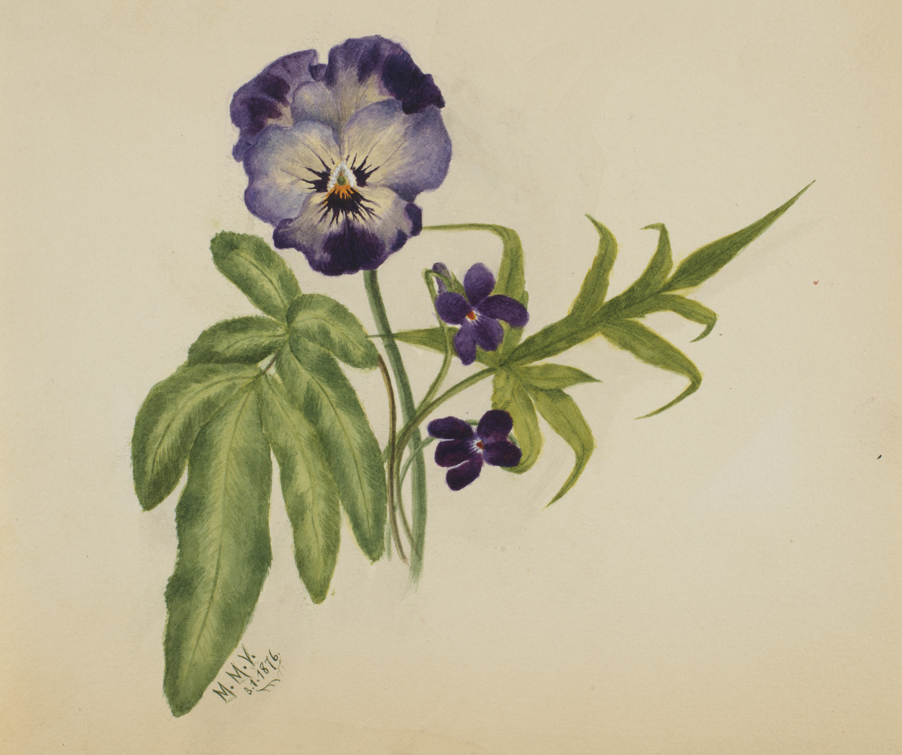Mary Vaux Walcott, Untitled (Pansy)