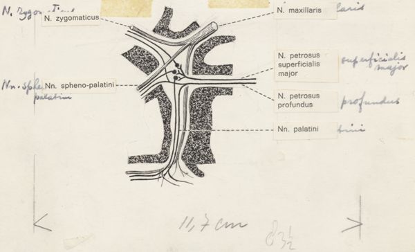 J. Tinkelenberg, Central nervous system of the head
