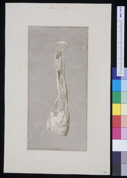 M Houtman, Cross section of leg bone