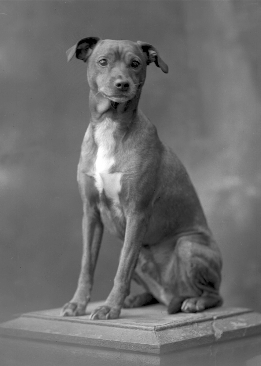 Gustav Borgen, Portrett, hund på sokkel.