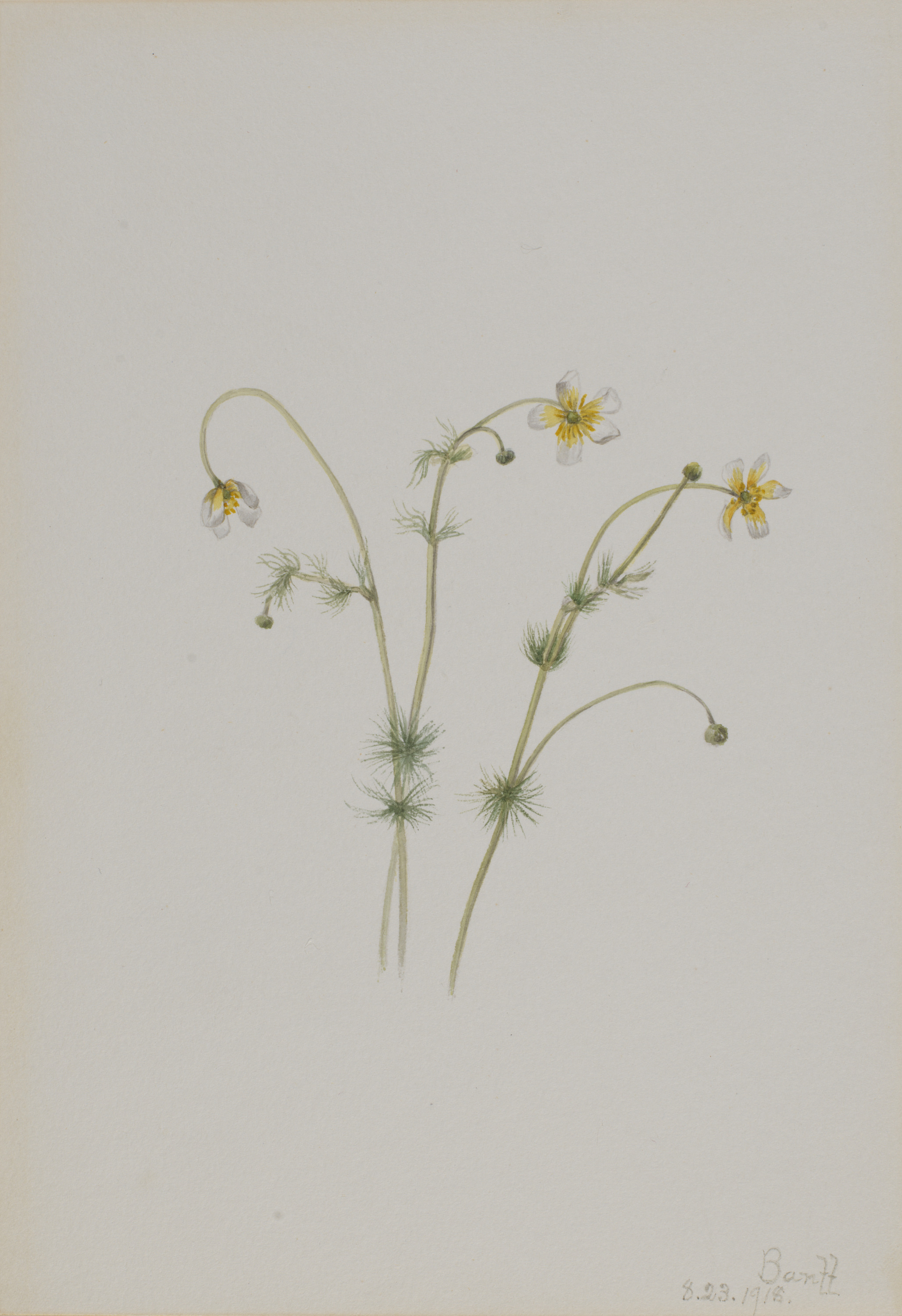 Mary Vaux Walcott, Water Crowfoot (Batrachium trichophyllum)