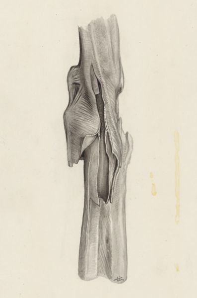 J Tinkelenberg, Musculoskeletal system of the wrist