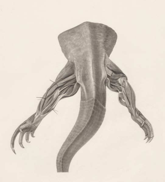 H.G Wetselaar, Muscular tissue on the hind legs of a lizard