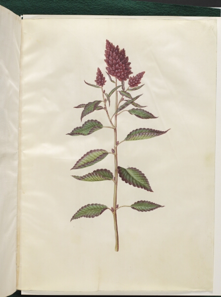 Hans Simon Holtzbecker, Amaranthus cruentus (rød amarant)