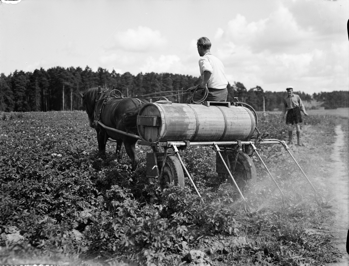 Paul Sandberg, "Potatisbladmöglet - en risk att se upp med", besprutning mot potatisbladmögel, Uppland 1942