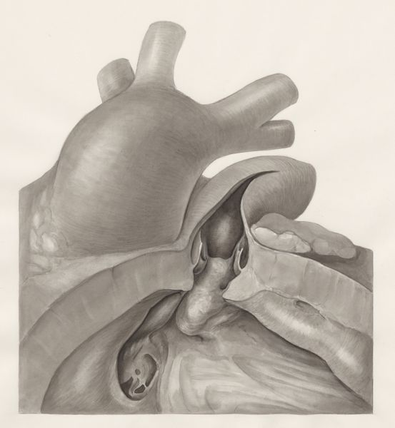 H.G Wetselaar, Part of the heart