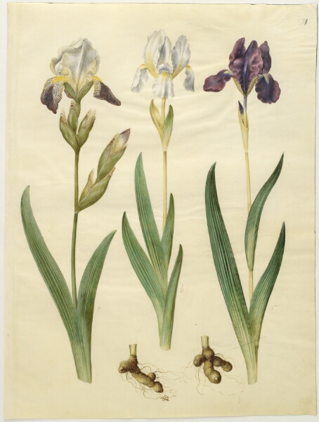 Hans Simon Holtzbecker, Iris ×squalens (iris-hybrid); Iris (iris)