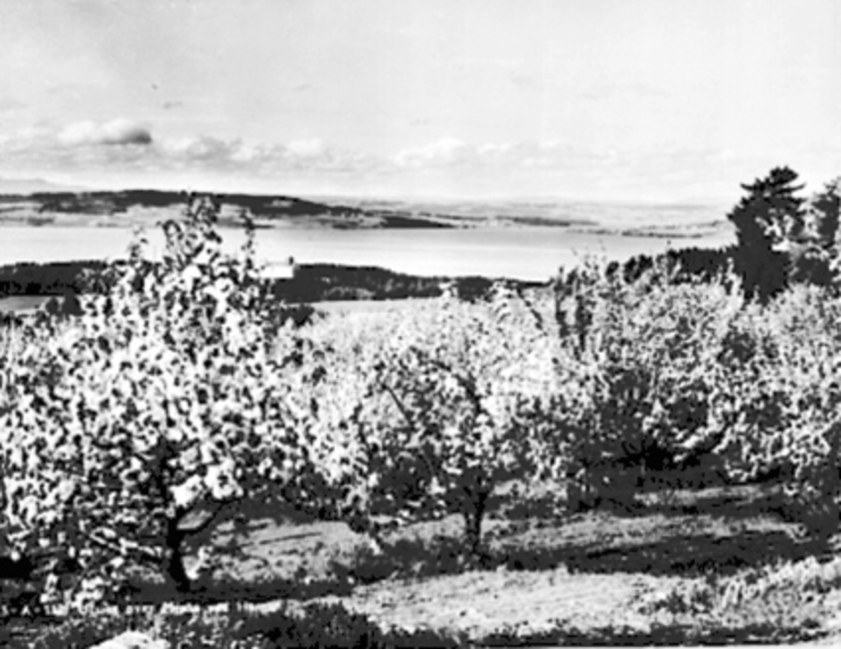 Anno Domkirkeodden, UTSIKT MOT MJØSA FRA BREIDABLIKK MOT KORNSILOEN OG MJØSA, EPLEBLOMSTRING
