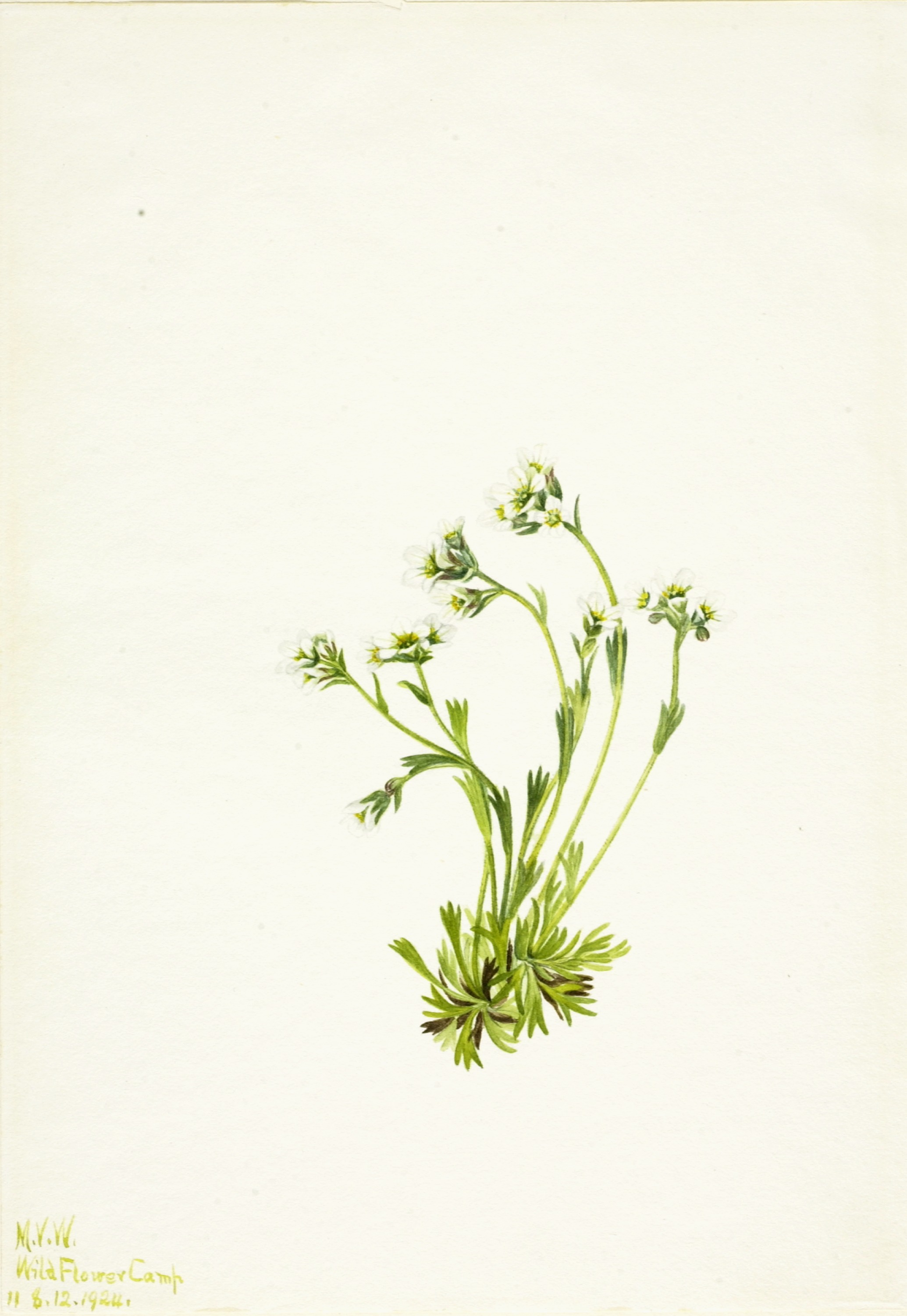 Mary Vaux Walcott, Saxifrage (Saxifraga caespitosa)