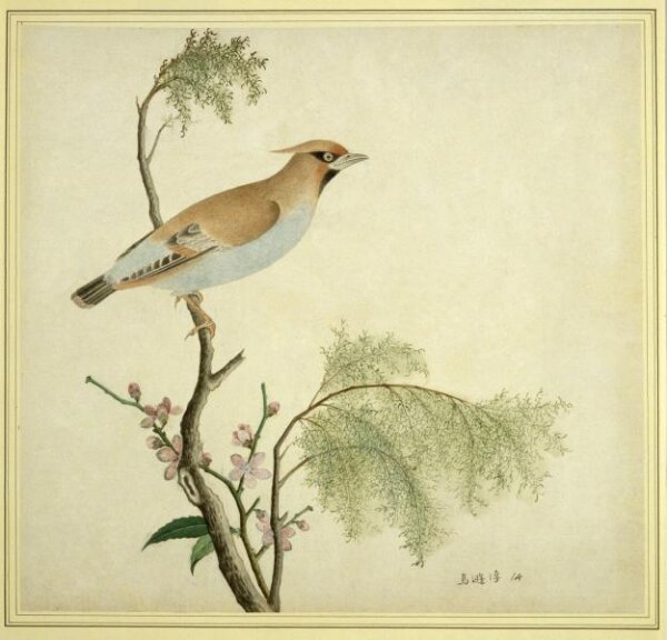 Unknown, Bohemian Waxwing