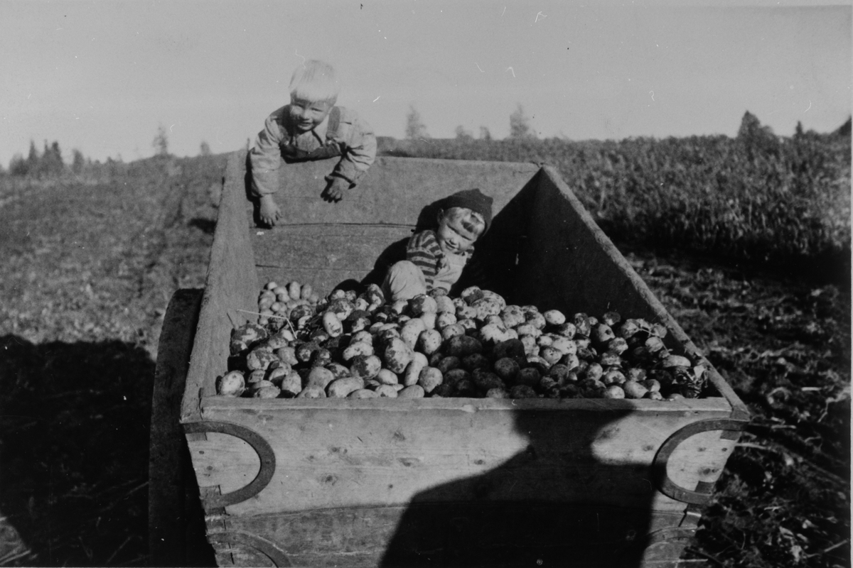 Anno Domkirkeodden, POTETONN, POTETPLUKKING, POTETKJERRE, 2 BARN: ARNE REISTAD, BIRGER MOSTUE, SKØIEN
