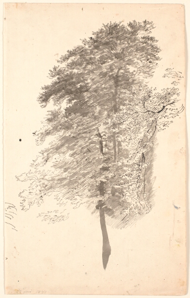 P.C. Skovgaard, Studie af høje slanke træer med løv.