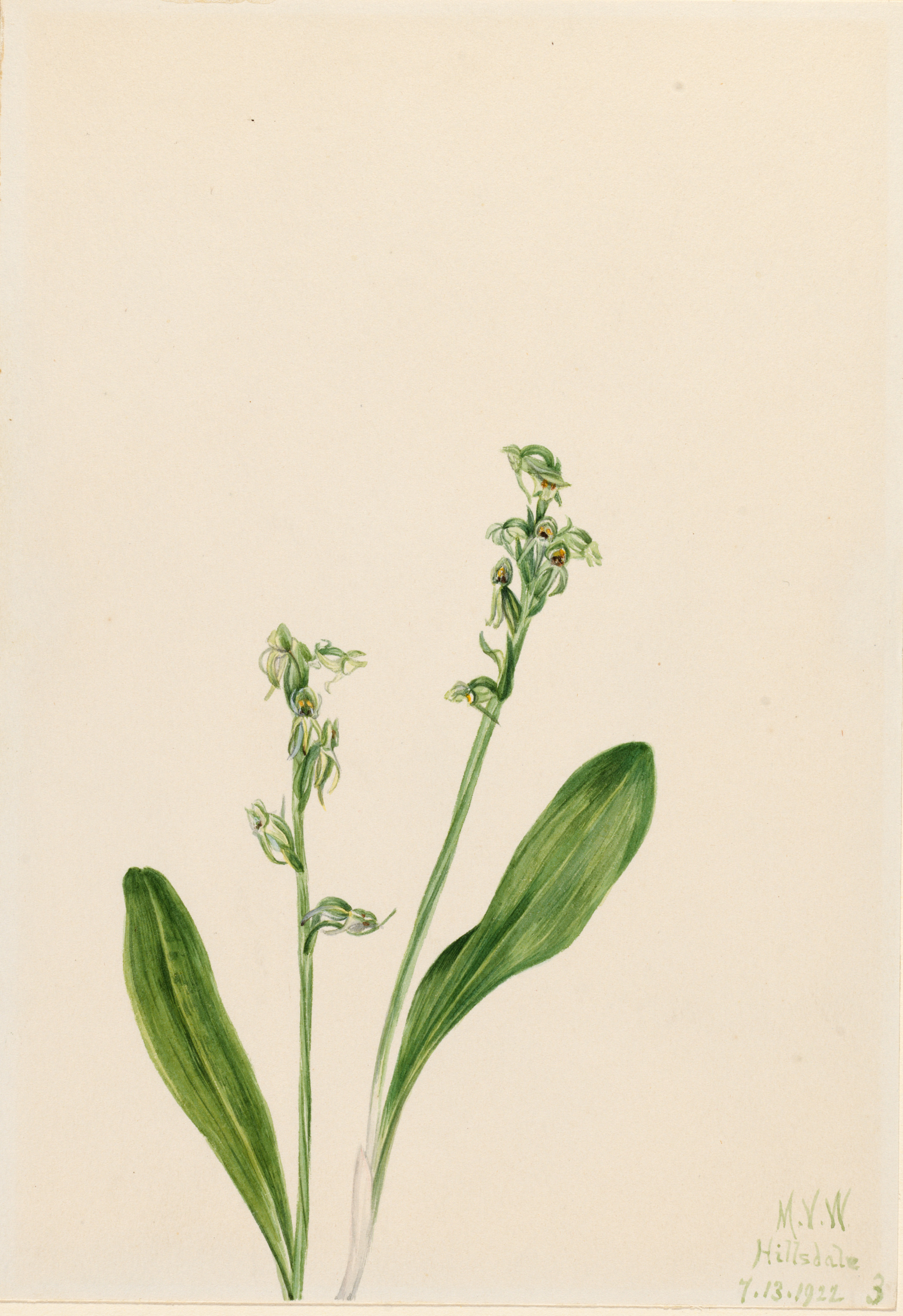 Mary Vaux Walcott, One-Leaf-Bog-Orchid (Habenaria obtusata)