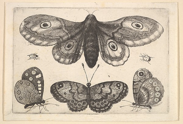 Wenceslaus Hollar, A  moth, three butterflies and two beetles